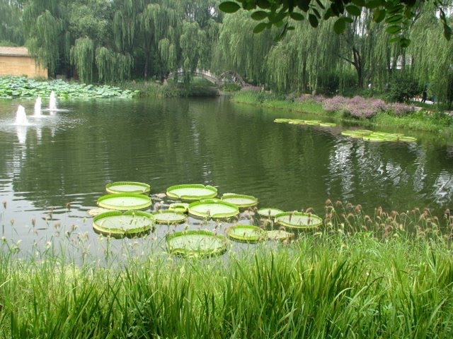 Yuanming Garden by Valentinas Kabasinsk…