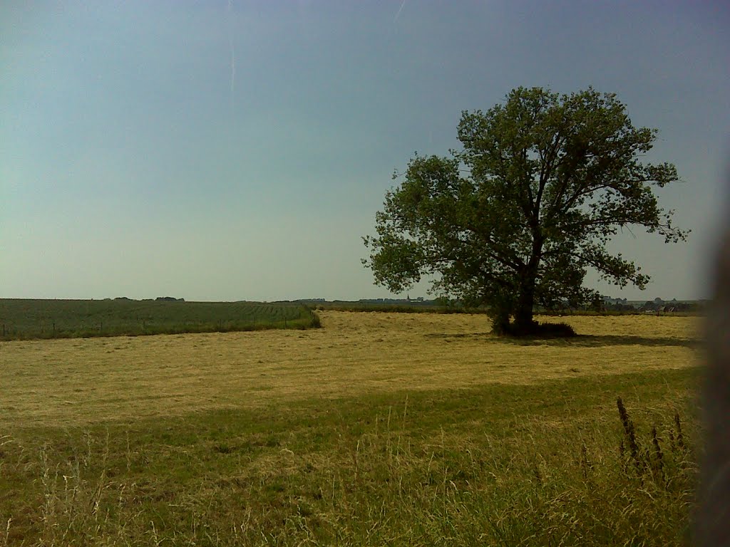 Outgaarden, Pietrainstraat, landschap in de zomer. by dominiektruyers