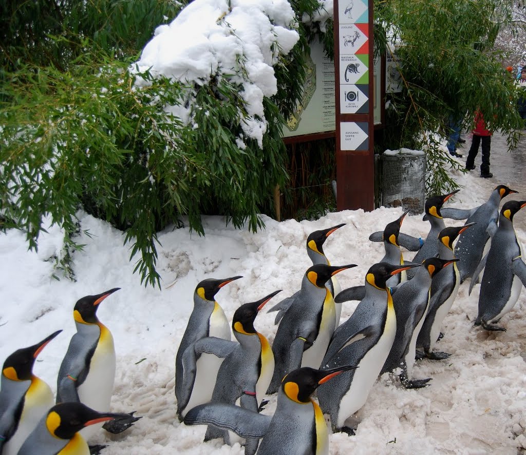 Zurich Zoo-Parade of Penguins-2 by Ioan Bacivarov