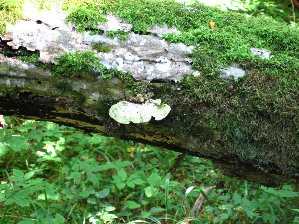 Białowieża Forest by Kevin J. Norman