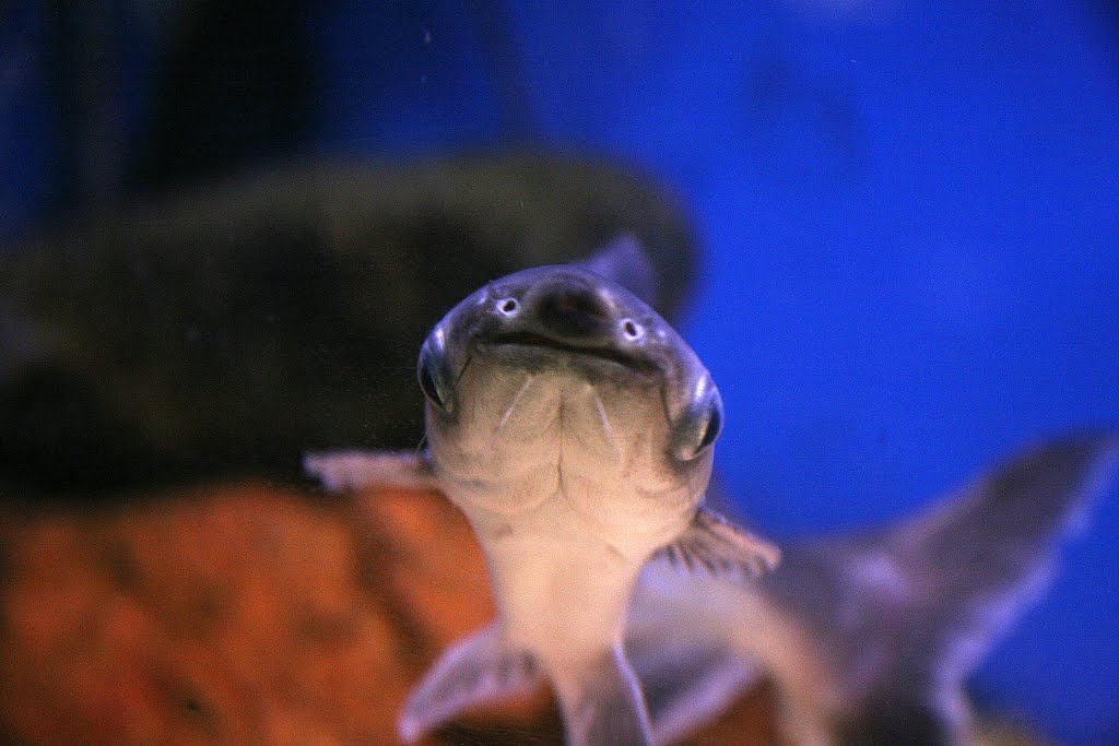 Guernsey Aquarium, Saint Peter Port, Guernsey by Hans Sterkendries