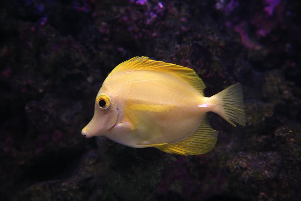 Guernsey Aquarium, Saint Peter Port, Guernsey by Hans Sterkendries