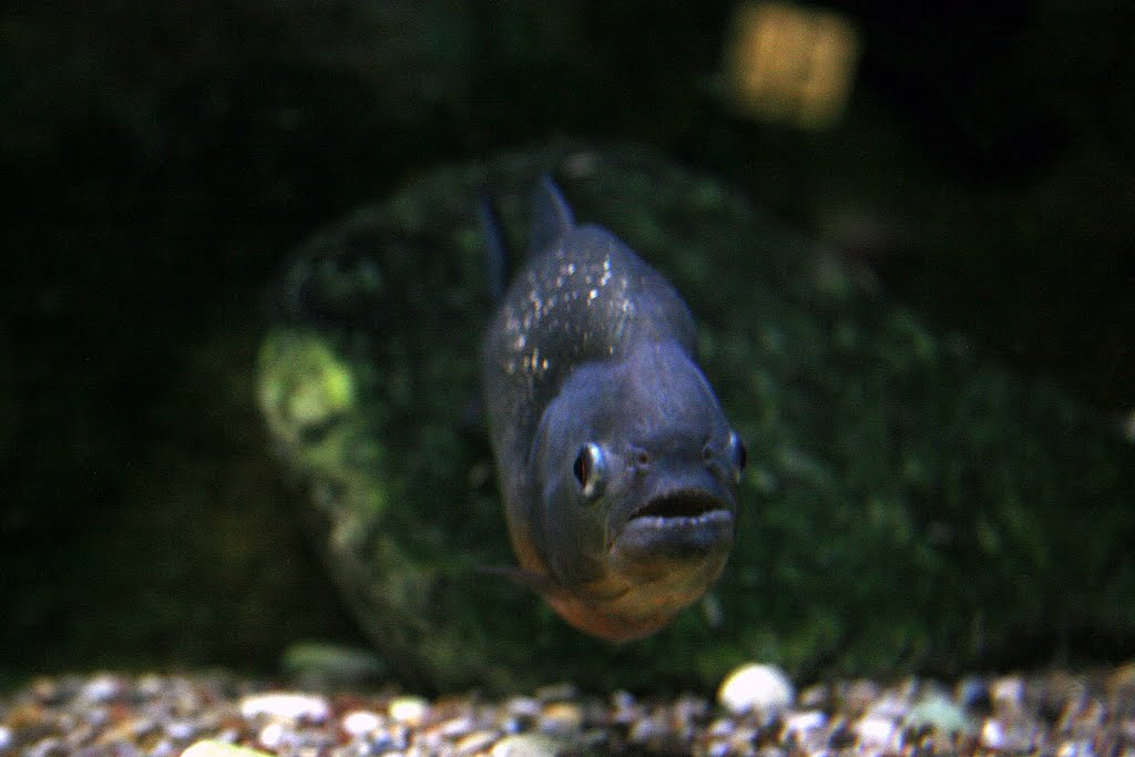 Guernsey Aquarium, Saint Peter Port, Guernsey by Hans Sterkendries