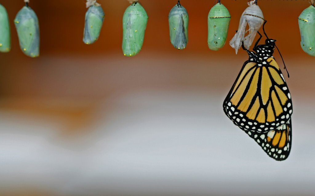 Monarch Butterfly in La Paz by Heath Cash