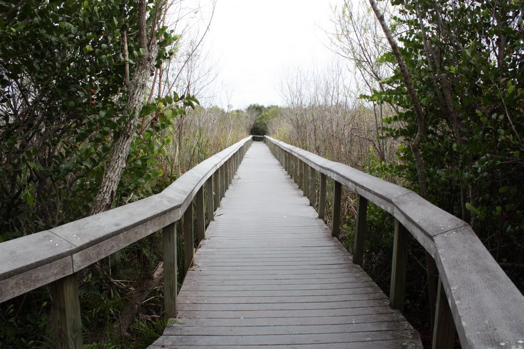 Bobcat Walk at Shark Valley Everglades National Park by Franz Schürtz