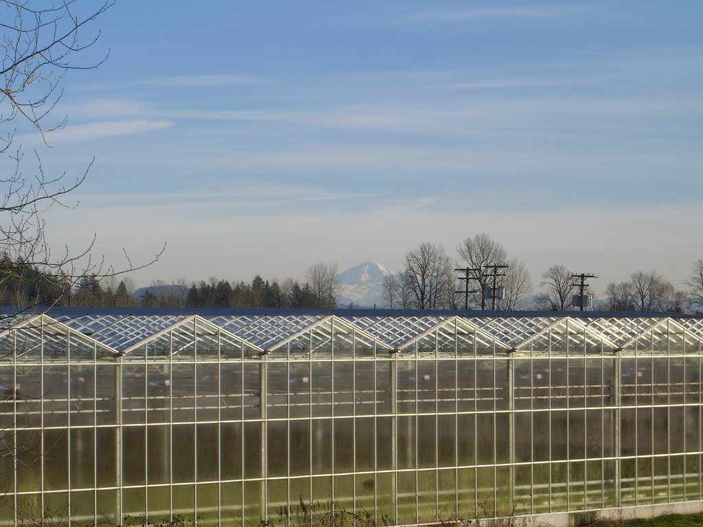 Greenhouses and Mount Baker by carver17