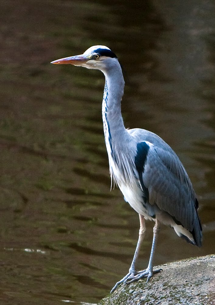 Heron by Joe Son of the Rock