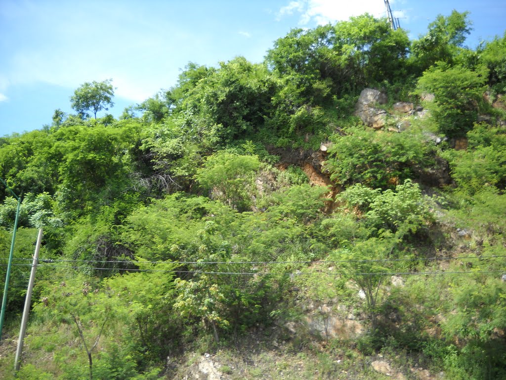 Ixtapa forest by Travel