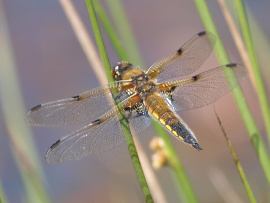 Dragonfly or Rush on Canonteign Lake by Adrian Eades