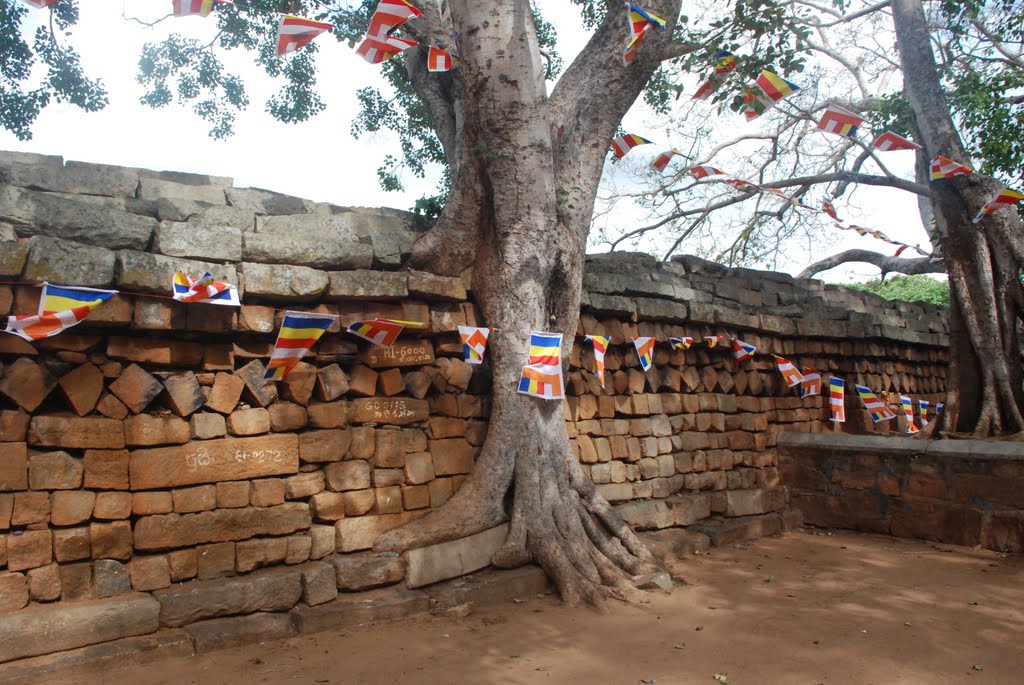 Sri Maha Bodhi Tree, Anuradhapura Sri Lanka by Art_msw