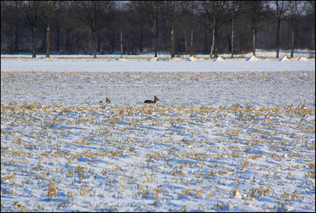 Onstwedde: Reeën in het sneeuw by © Dennis Wubs