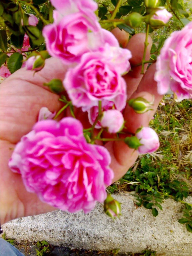 Piccole rose sbocciano sul lungomare di Messina. by ninoplato