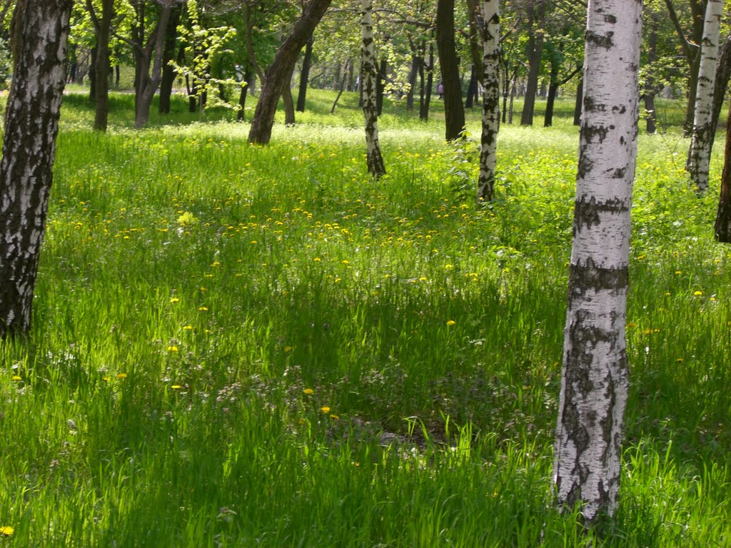 Voznesenivskyi district, Zaporizhia, Zaporiz'ka oblast, Ukraine by nikol2007