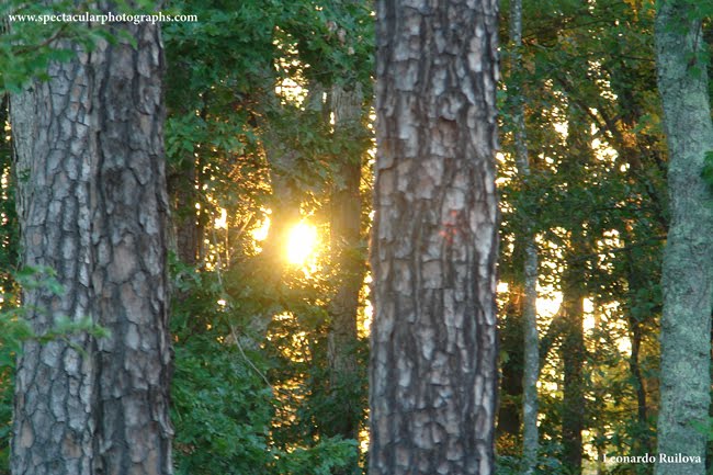 The Splendor of Nature: the power of light by Leonardo Ruilova