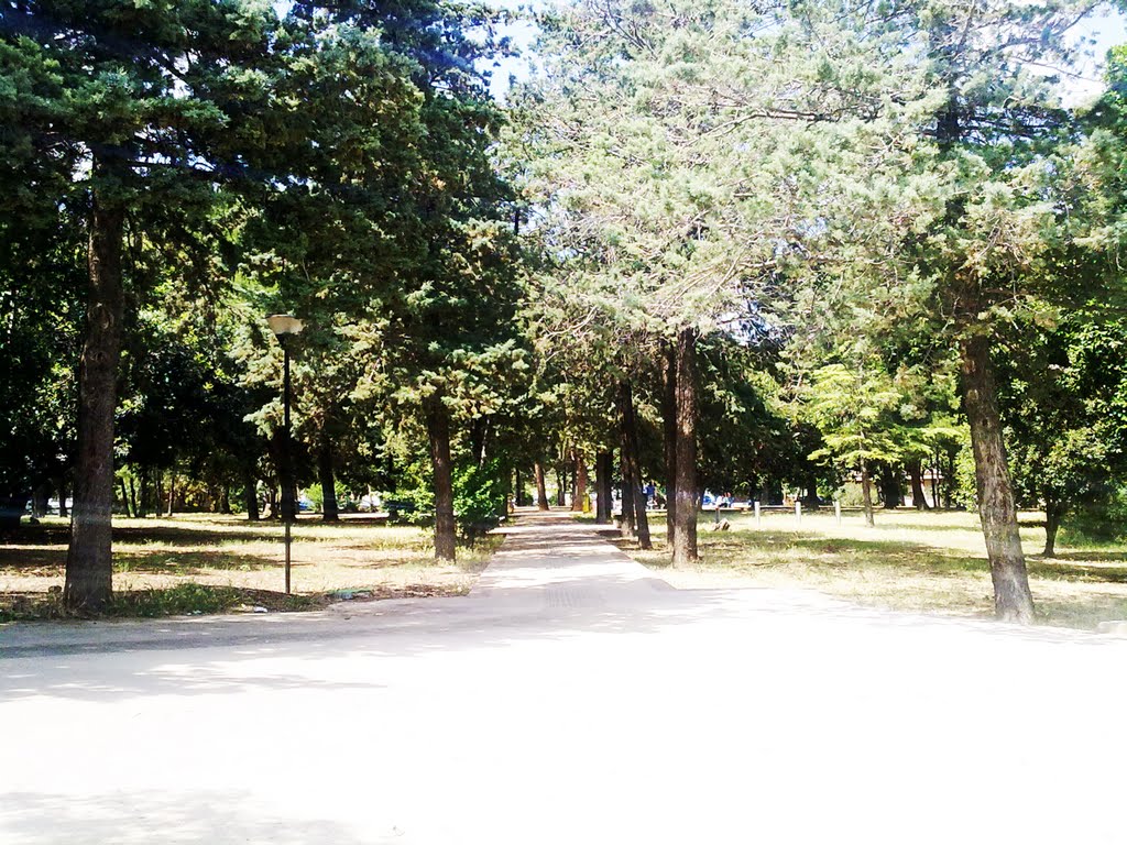 Viale delle Scienze by Gaetano Lo Bue