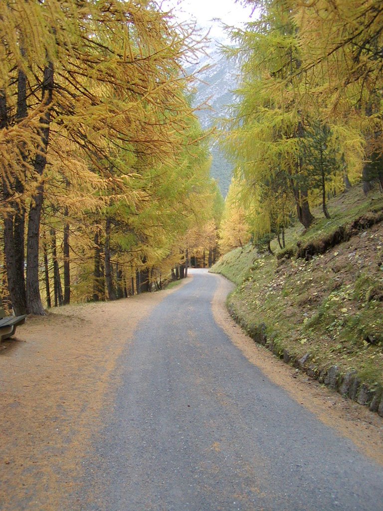 # 87 Livigno - I larici colorati d'autunno by Andrea Corbo