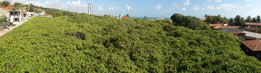 RN - Parnamirim - Panorama do Maior Cajueiro do Mundo by Marcelo D.