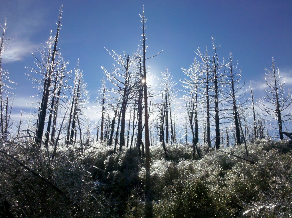 Burnt Pinecicles by stormchaser2013