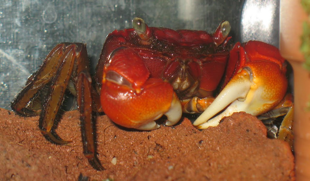 Sesarmops intermedium - Flower crab by S.Abt