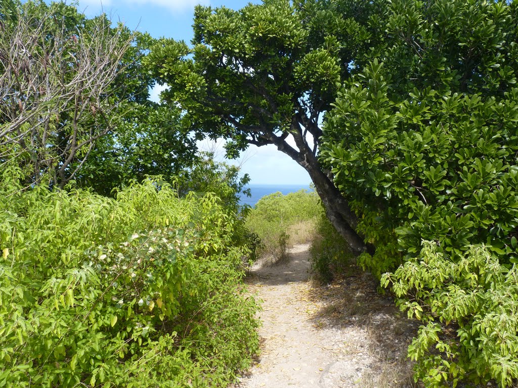 Anse Bertrand - La Pointe de la Grande Vigie (2010) by greg-007