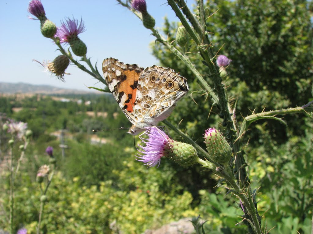 Honaz Çağlayan restoranda Kelebekler.. by Abdullah ÖĞMEN