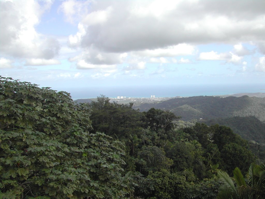 El Yunque from the tower by oceancity11