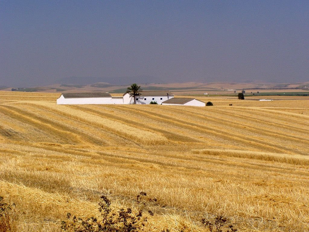 Campagna andalusa fra Bornos e Villamartin by mhgozz@tin.it