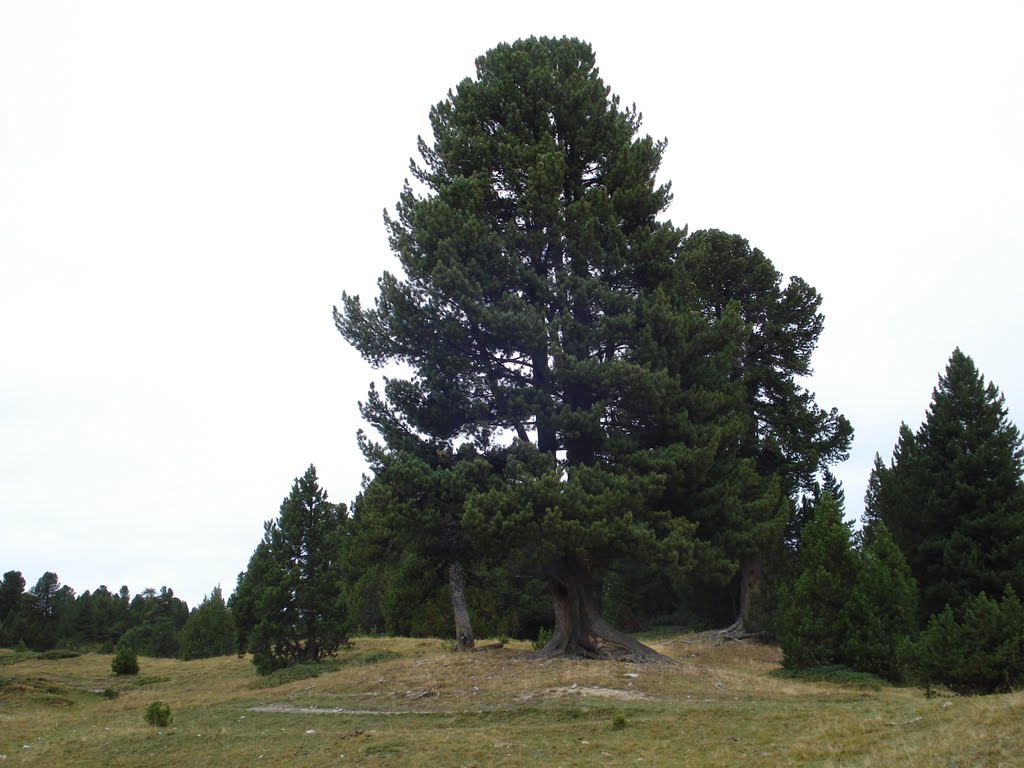 Pinus cembra by greenplanet