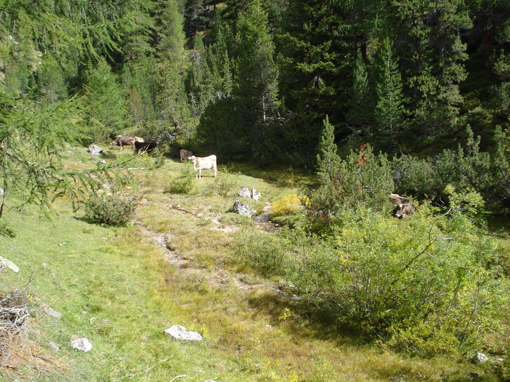 Aufstieg zur Alp Champatsch by greenplanet