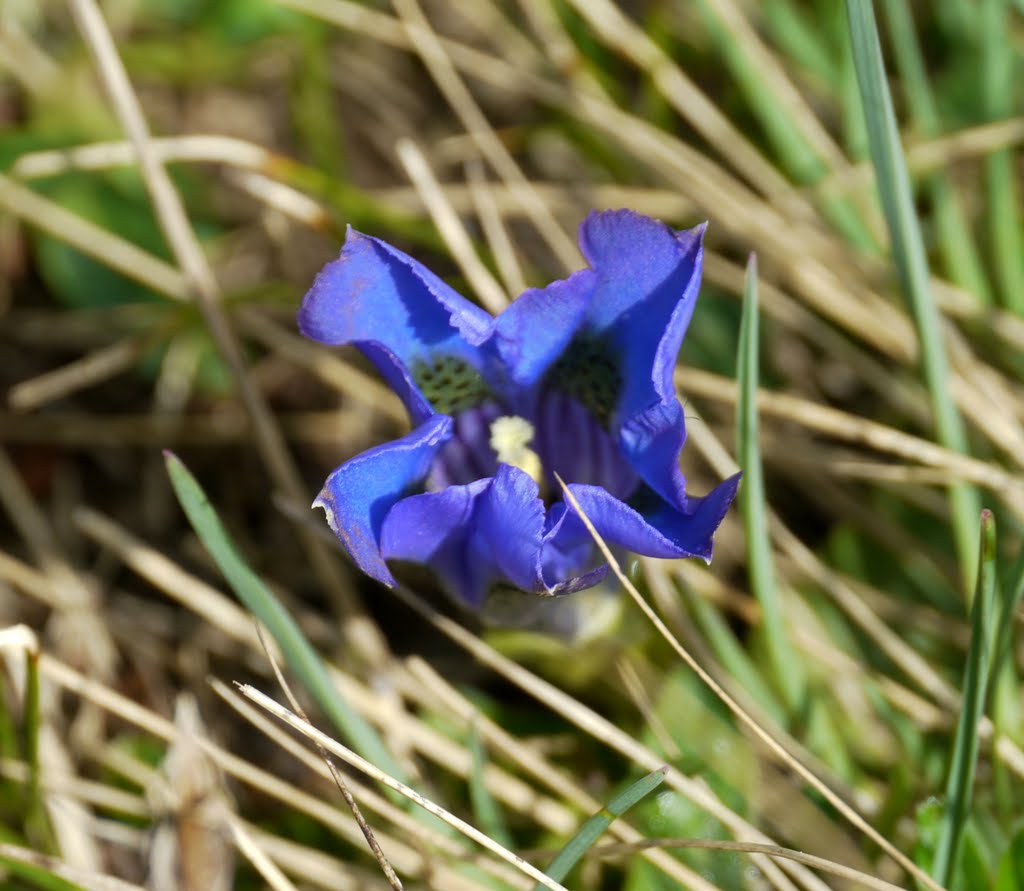 Gentiana by Martina Moudrá