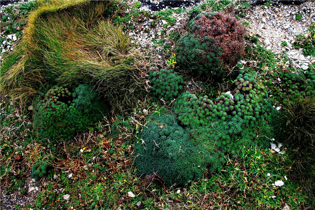 Corme. Vegetación en Punta Roncudo by Guillermo Rejón Góme…