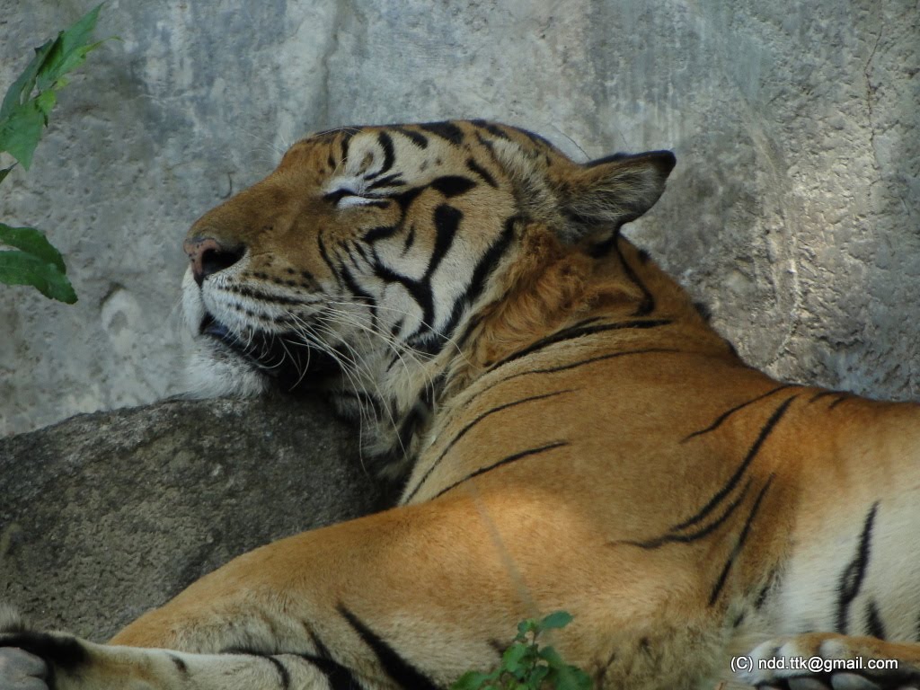 Hổ ngủ - Tiger sleeping by Nguyễn Đức Dũng