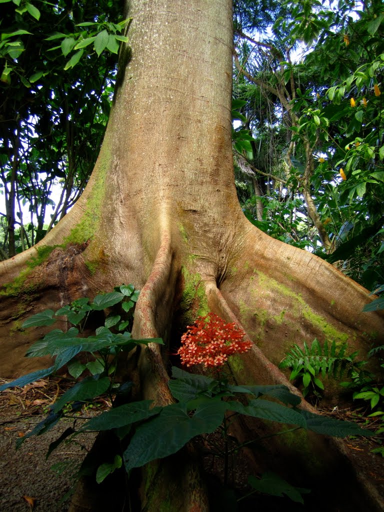 Tropical Botanical Gardens, Hilo by bamslerc