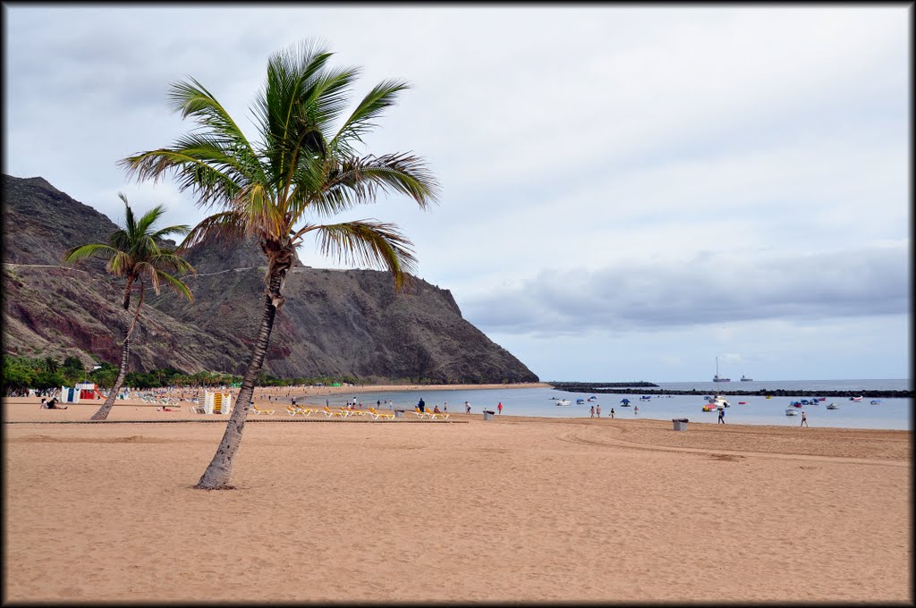 Palmeras en Las Teresitas by Eugenio Perez