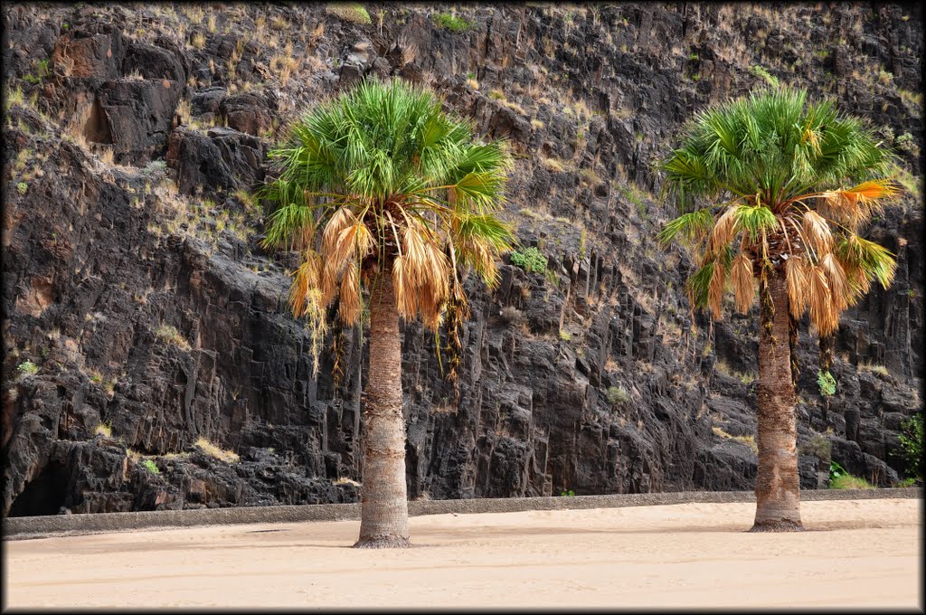 Palmeras en Las Teresitas by Eugenio Perez