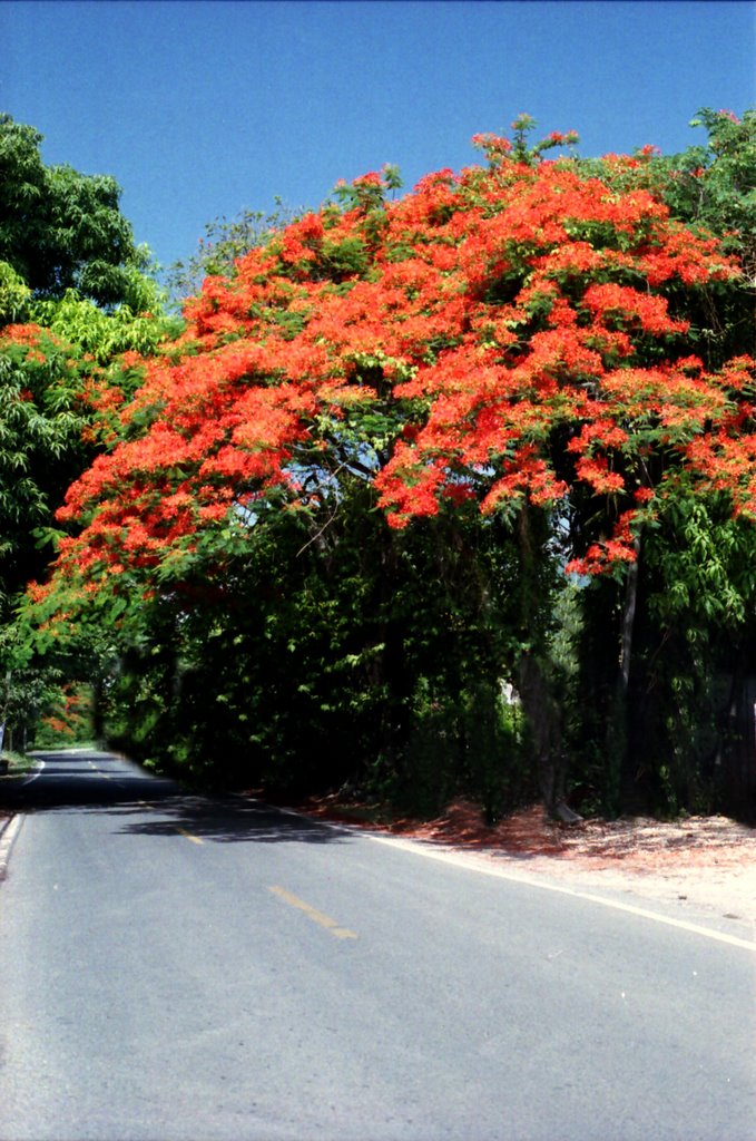 Flamboyan en Villalba, Jul 07 by excerzayas