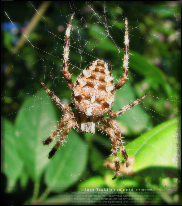 Spider ::: 1/125 f/4.5 iso80 6mm ::: (#2007-p562) by michelerocket