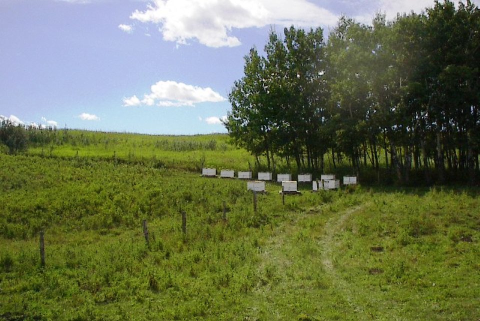 Late Summer in the Prairies by Ron Miksha