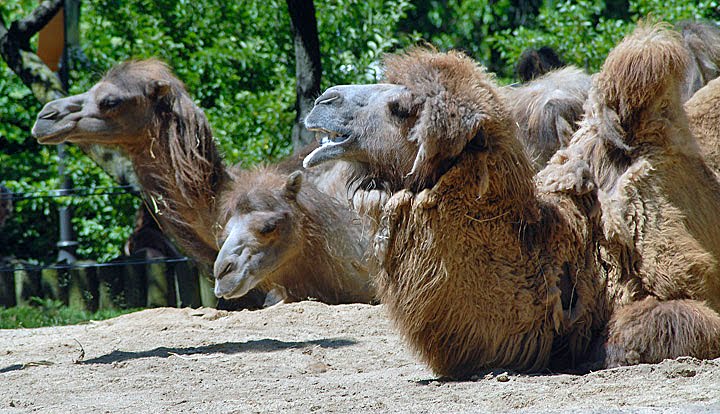 Pack of camels by wdinsmor