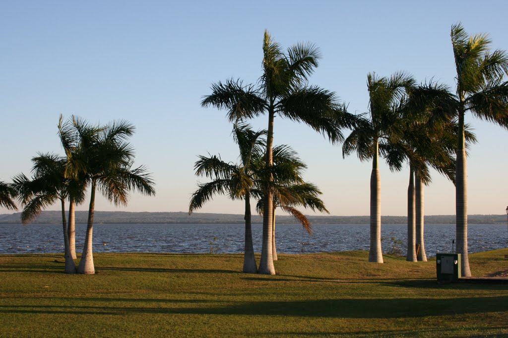 LB - Palms beside the Ypacaraí Lake by Boettner