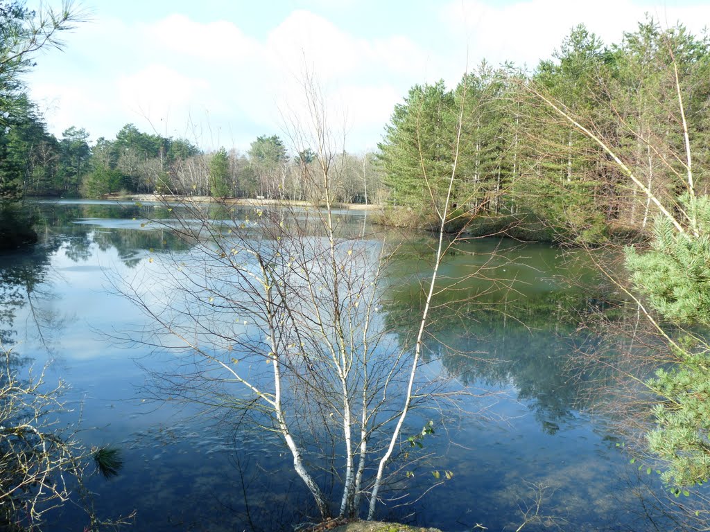 Un arbre devant un lac by Must GHEMARI