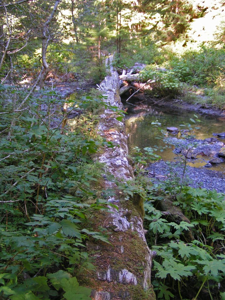 Footlog over Fletcher Creek by Seventy2002