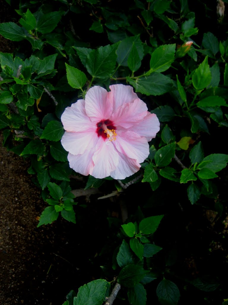 Rose Mallow / Rose of sharon - whatever you prefer by Marianne