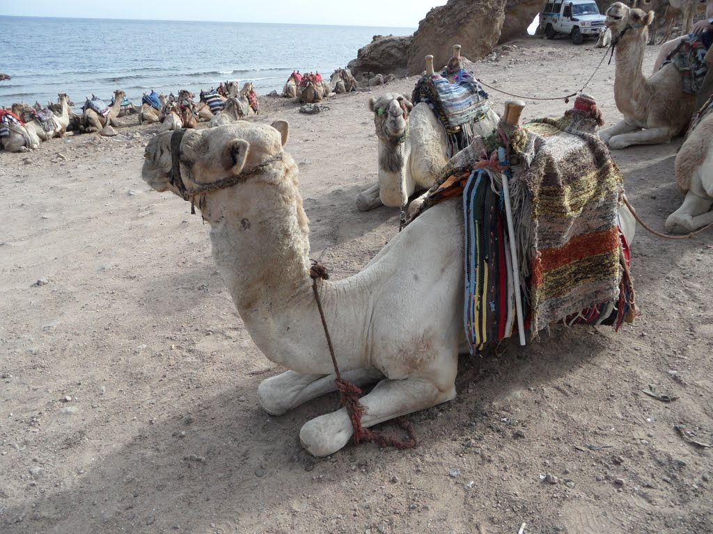 Blue Hole Rd, Qesm Saint Katrin, South Sinai Governorate, Egypt by svin