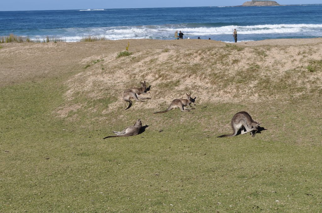 Kangroos and fishermen, Pebbly Beach by MalcolmB