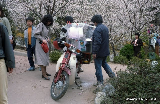 Cherry blossom near Jinhae, April 85 / 진해시 by Michael Dirauf