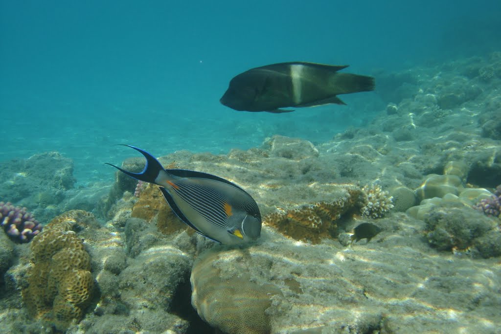 Sohal surgeonfish and Clown coris near Conrad International Sharm El Sheikh Resort (Аравийский хирург и Корис Клоун )возле отеля Конрад, Шарм-эль-Шейх by Ilyas Sadiev