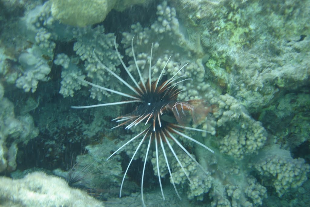 Radial firefish near Conrad International Sharm El Sheikh Resort (Лучистая крылатка возле отеля Конрад, Шарм-эль-Шейх) by Ilyas Sadiev