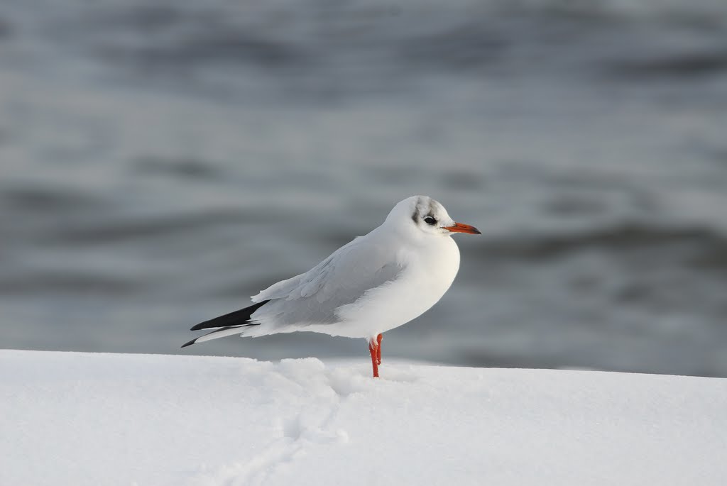 Black-headed Gull (juvenile) at Bellevue Beach. by Klavs Frandsen