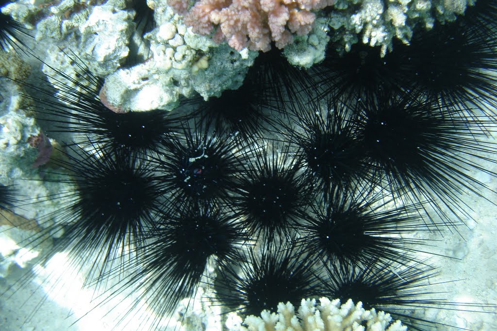 Long spine sea urchin in blue lagoon near Dahab (Морской еж Черная диадема Echinothris diadema в голубой лагуне возле Дахаба) by Ilyas Sadiev